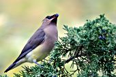 Cedar waxwing eating a cone from a red cedar tree