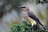Cedar waxwing eating a cone from a red cedar tree