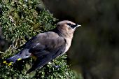 Cedar waxwing perched in a red cedar tree