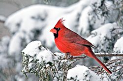 Flash of Red - Cardinal