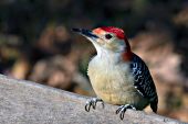 Male red-bellied woodpecker perched on a fence