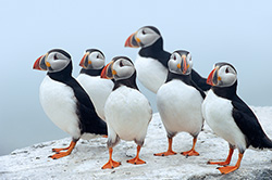 Puffin Parade