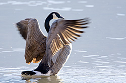 Flapping Goose