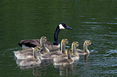 Canada goose & goslings swimming in a pond
