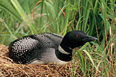 Nesting loon