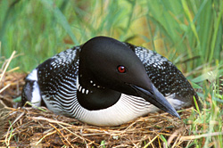 Nesting Loon