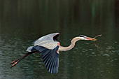 Heron flying with nesting material in its bill