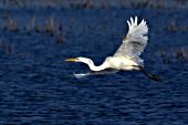 Great egret taking flight