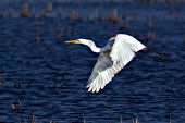 Great egret taking flight