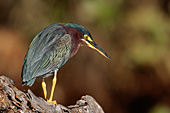 Green heron perched on a log