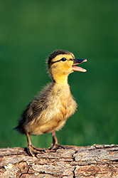 Express Yourself - Mallard Duckling