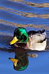 Mallard Reflection