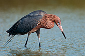 Reddish egret fishing in a lagoon