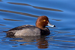 Redhead Ripples