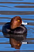 Redhead drake