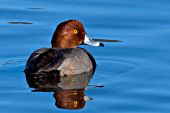 Redhead drake