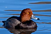Redhead drake