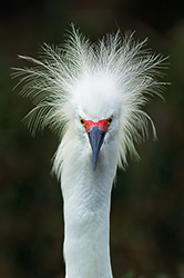 Bad Feather Day - Snowy Egret
