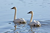Trumpeter swan pair