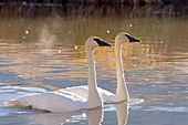 Trumpeter swan pair