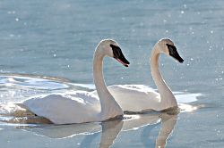 In Sync -- Trumpeter Swans