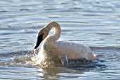 Trumpeter swan splashing in water