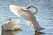 Trumpeter swan flapping its wings