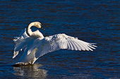 Trumpeter swan flapping its wings