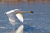 Trumpeter swan in flight