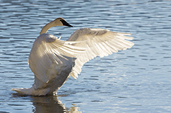 Wings of Light - Trumpeter Swan