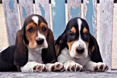 Two bassett puppies lying on a weathered andirondack chair
