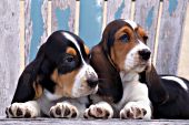 Two bassett puppies lying on a weathered andirondack chair