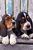 Two bassett puppies lying on a weathered andirondack chair