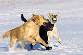 Golden retriever & 2 labs playing in snow