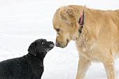 Golden retriever & black lab puppy meeting for the 1st time