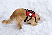 Golden retriever simulating an avalanche rescue