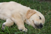 Golden retriever puppy sleeping in the  grass
