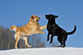 Golden retriever & black lab playing in the snow
