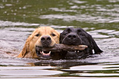 "Friends" -- Golden ret. & lab swimming with a stick