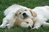 2 sleepy golden retriever pups