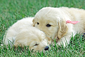 Golden retriever pups sleeping in the grass