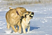 Golden retriever trying to steal a ball from a yellow lab
