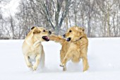 Golden retriever & yellow lab playing in the snow