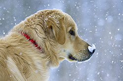 Golden Retrievers