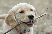 Golden retriever puppy playing with a stick