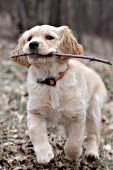 Golden retriever puppy running with a stick