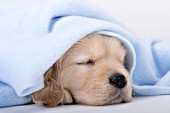 Golden retriever puppy sleeping under a blanket