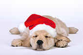 Golden retriever puppy wearing a Santa hat while sleeping