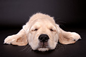 Golden retriever puppy sleeping