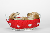 Golden retriever puppy sleeping in a basket